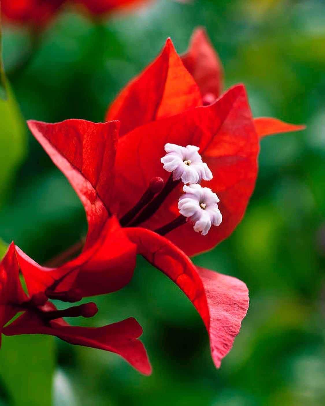 Bougainvillea hoop earrings in red by Lillian & Joan